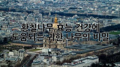 황칠나무 효능: 건강에 도움되는 귀한 나무의 비밀